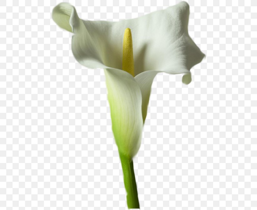 Arum Lilies Arum-lily Flower Lilium Tulip, PNG, 500x670px, Arum Lilies, Alismatales, Arum, Arum Family, Arumlily Download Free