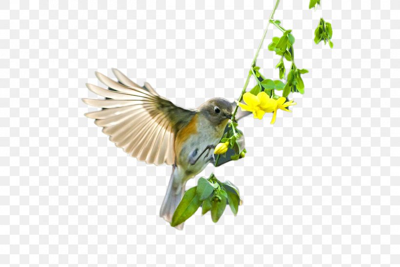Bird Flight Beak, PNG, 1300x867px, Bird, Beak, Fauna, Feather, Finch Download Free