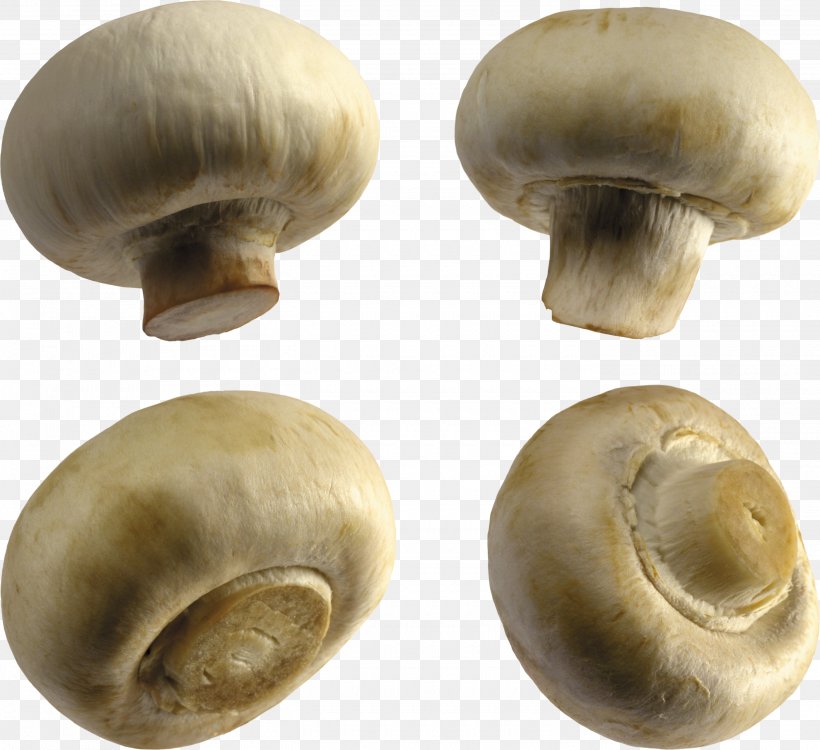 Common Mushroom Fungus Clip Art, PNG, 2800x2563px, Mushroom, Agaricaceae, Agaricomycetes, Agaricus, Boletus Download Free