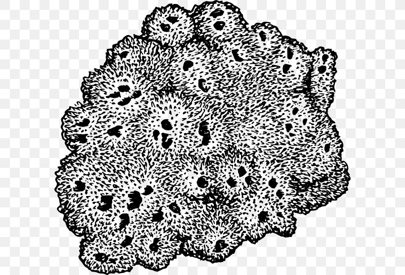 Sponge Drawing Clip Art, PNG, 600x557px, Sponge, Black And White, Color, Doily, Drawing Download Free