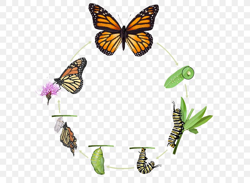 Monarch Butterfly Insect Biological Life Cycle Pupa, PNG, 600x600px, Butterfly, Arthropod, Biological Life Cycle, Birth, Brush Footed Butterfly Download Free