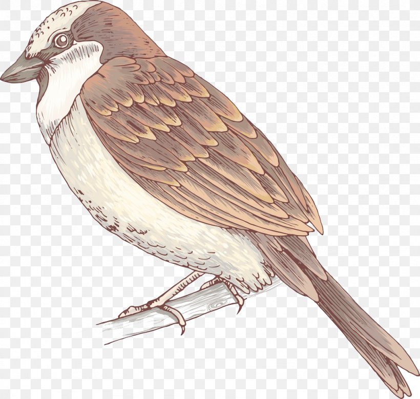 Bird House Sparrow, PNG, 1024x974px, Bird, Beak, Emberizidae, Epub, Eurasian Tree Sparrow Download Free