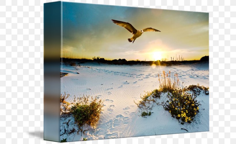 Gallery Wrap Seabird Canvas Art, PNG, 650x500px, Gallery Wrap, Art, Beach, Beak, Bird Download Free