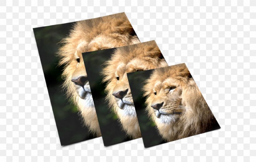 Lion Digital Printing HP Indigo Division Wide-format Printer, PNG, 2000x1267px, Lion, Big Cats, Business, Carnivoran, Cat Like Mammal Download Free