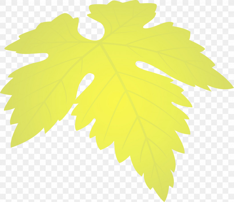 Maple Leaf, PNG, 3000x2596px, Grapes Leaf, Black Maple, Flower, Grape Leaves, Leaf Download Free