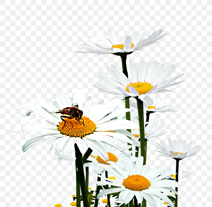 Oxeye Daisy Honey Bee Floral Design Chrysanthemum, PNG, 800x800px, Oxeye Daisy, Bee, Chamaemelum, Chamaemelum Nobile, Chrysanthemum Download Free
