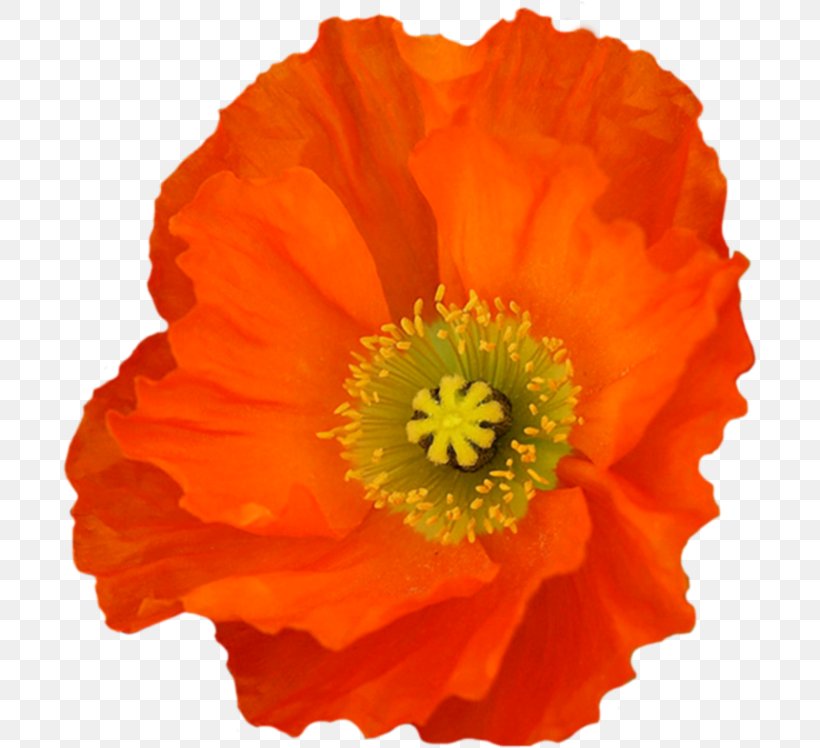 Poppy Clip Art, PNG, 696x748px, Poppy, Annual Plant, California Poppy, Diary, Eschscholzia Californica Download Free