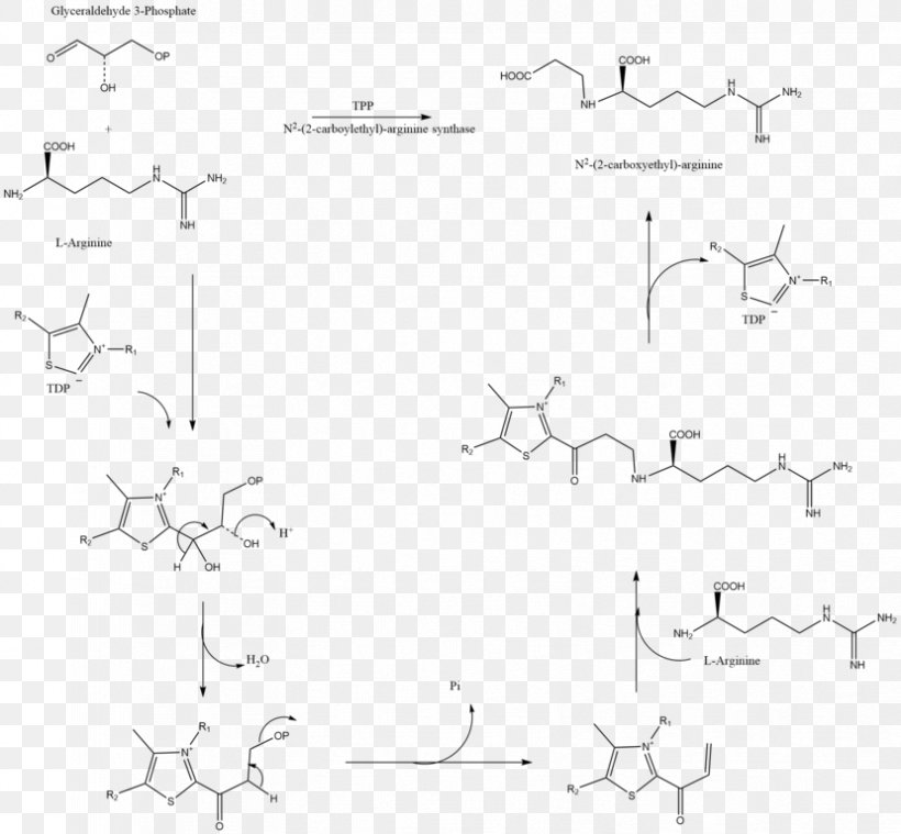 Amoxicillin/clavulanic Acid Synthase Beta-lactamase, PNG, 829x768px, Clavulanic Acid, Amoxicillin, Amoxicillinclavulanic Acid, Ampicillin, Antibiotics Download Free
