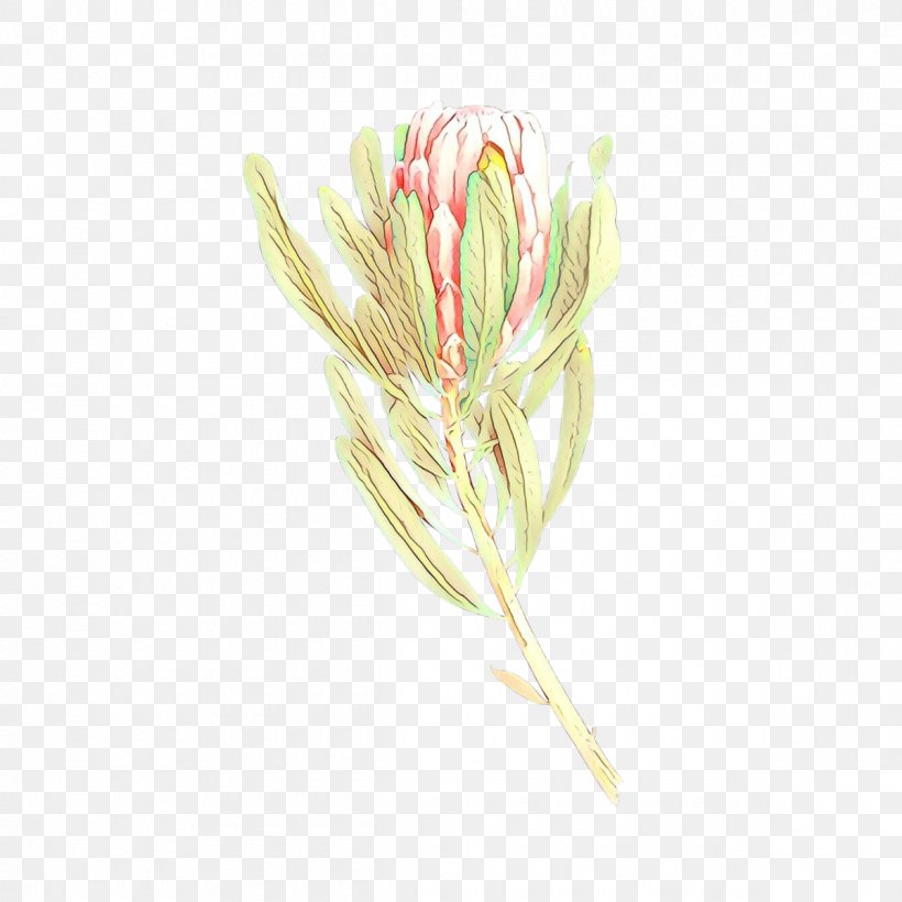 Flower Plant Flowering Plant Grass Family Pedicel, PNG, 1200x1200px, Cartoon, Flower, Flowering Plant, Grass Family, Honeysuckle Download Free