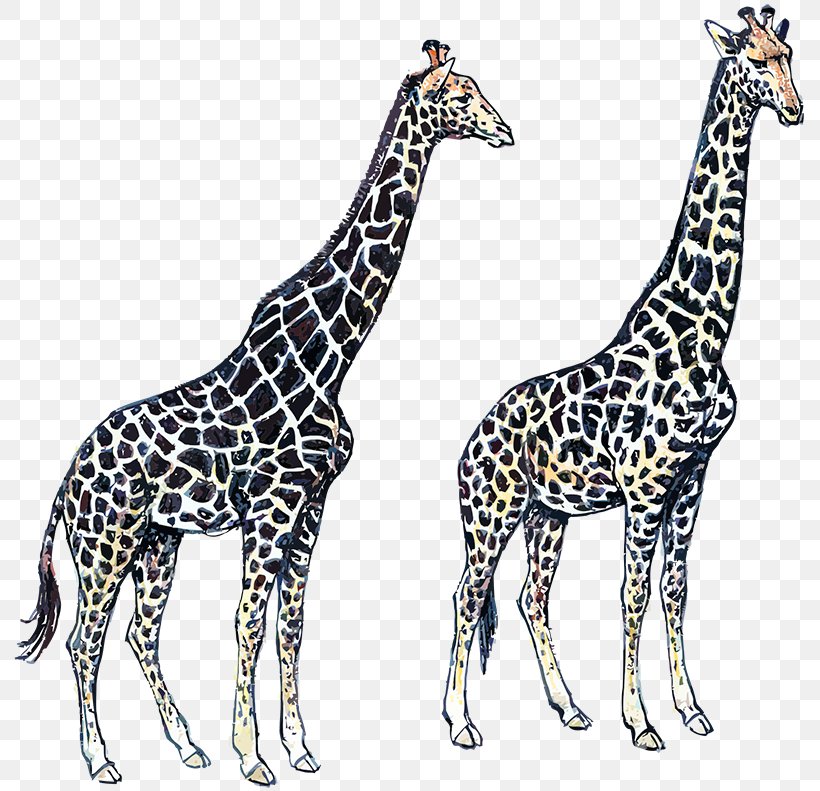 Giraffe Neck Wildlife Terrestrial Animal, PNG, 800x791px, Giraffe, Animal, Animal Figure, Fauna, Giraffidae Download Free