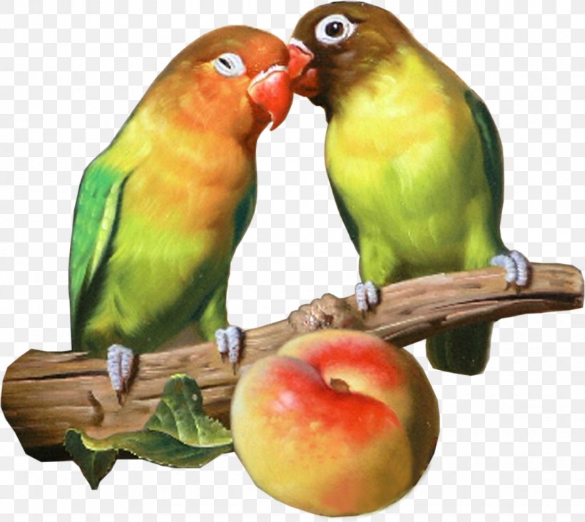 Lovebird Parrot Watercolor Painting, PNG, 1130x1010px, Bird, Art, Artist, Beak, Common Pet Parakeet Download Free