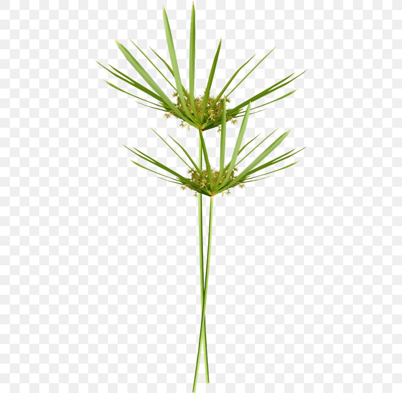 Photography Arecaceae TinyPic Plant, PNG, 436x800px, Photography, Arecaceae, Arecales, Commodity, Flower Download Free