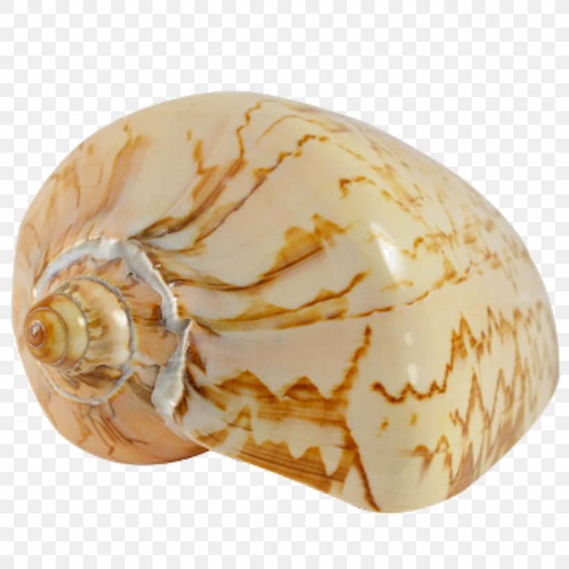 Seashell Conchology Sea Snail Nautilida, PNG, 1024x1024px, Seashell, Conch, Conchology, Invertebrate, Nautilida Download Free