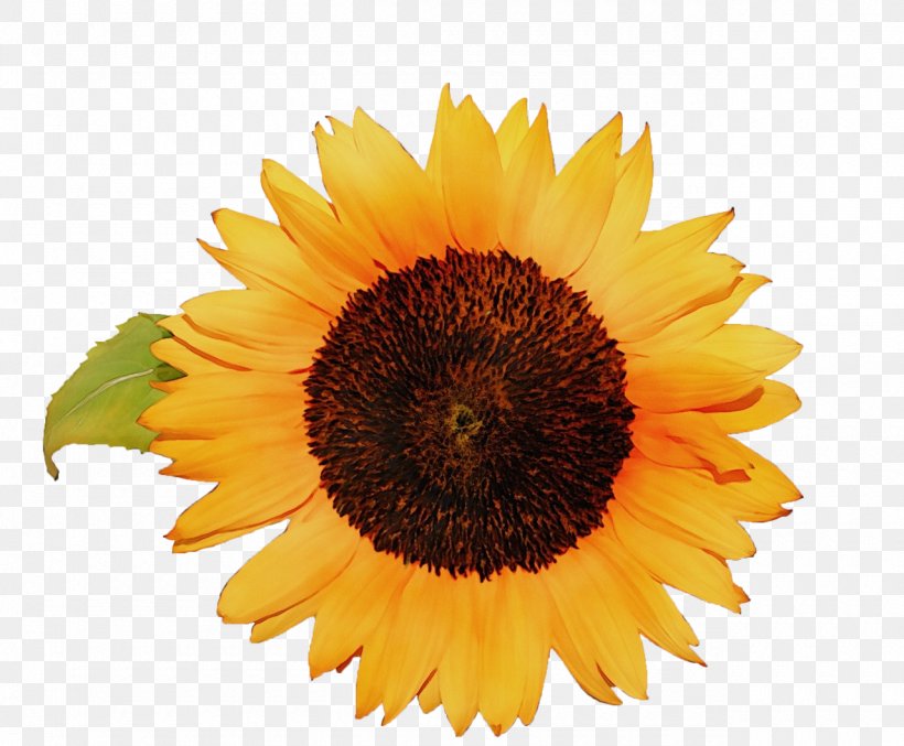 Sunflower, PNG, 1280x1057px, Watercolor, Cuisine, Flower, Flowering Plant, Paint Download Free