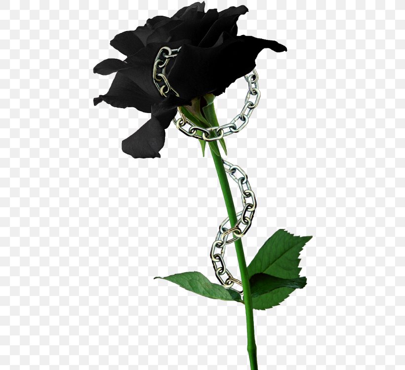 Black Rose Flower Seed Lilium, PNG, 446x750px, Black Rose, Color, Flora, Flower, Flower Garden Download Free