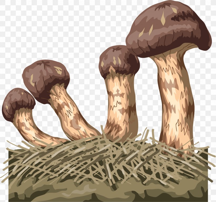 Edible Mushroom Euclidean Vector Fungus, PNG, 1930x1807px, Edible Mushroom, Drawing, Fungus, Ingredient, Mushroom Download Free