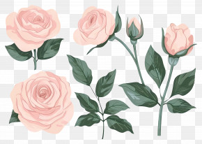 Pink Roses - Illustration Of Pink Roses With Leaves And Buds PNG