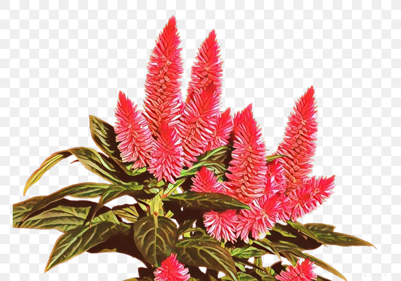 Flower Plant Prince Of Wales Feathers Houseplant Woolflowers, PNG, 768x576px, Flower, Amaranth, Amaranth Family, Anthurium, Blood Amaranth Download Free