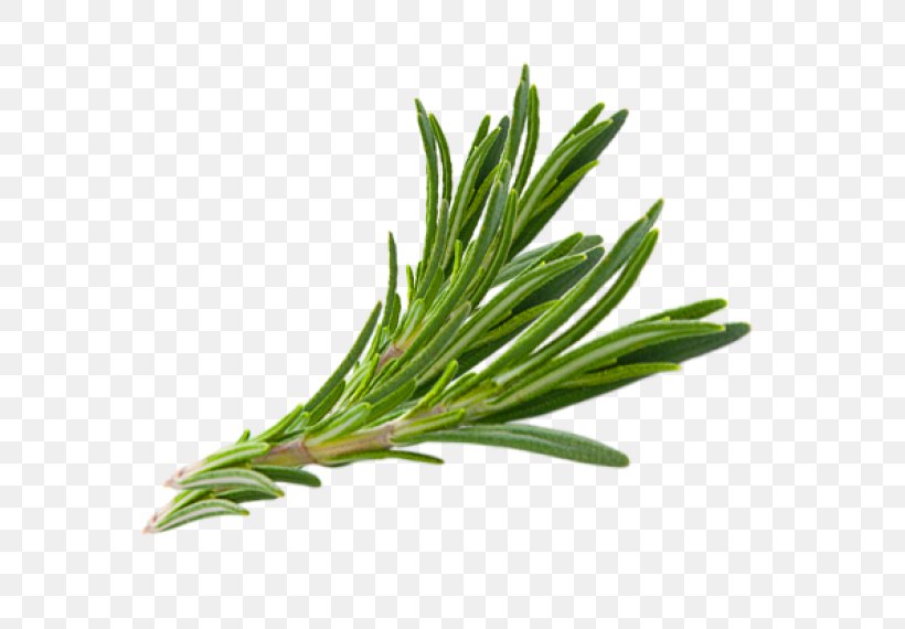 Rosemary Herb Thymes Hair, PNG, 570x570px, Rosemary, Almond Oil, Food, Grass, Grass Family Download Free