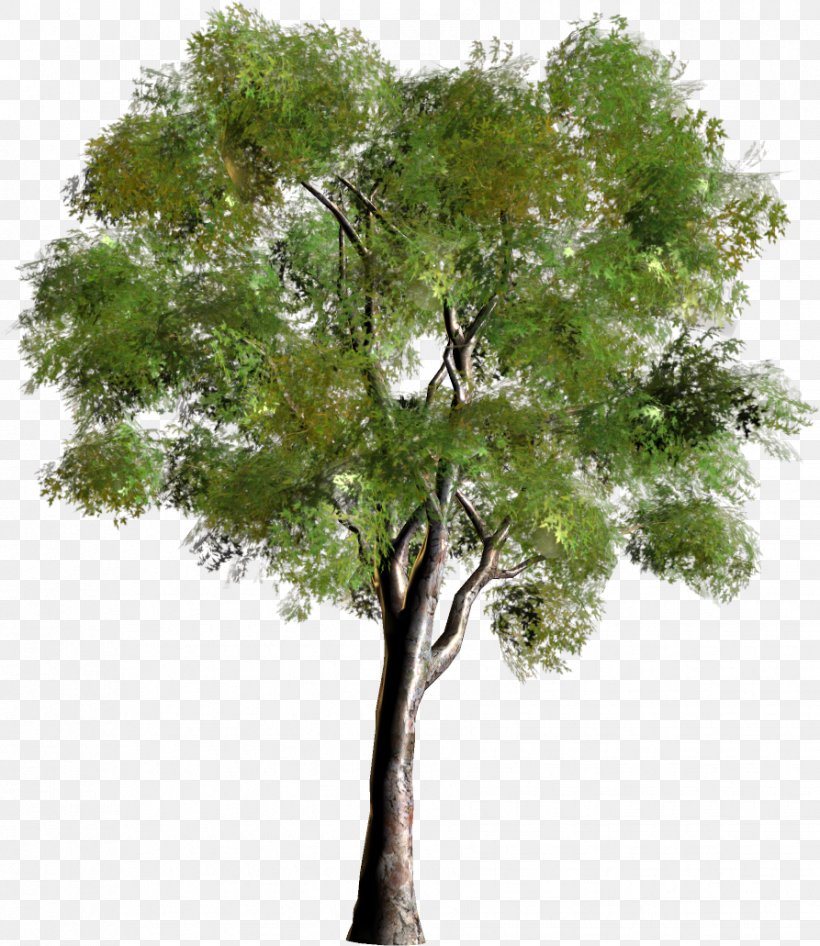 Tree Forest Clip Art, PNG, 893x1031px, 3d Computer Graphics, Tree, Branch, Forest, Garden Download Free