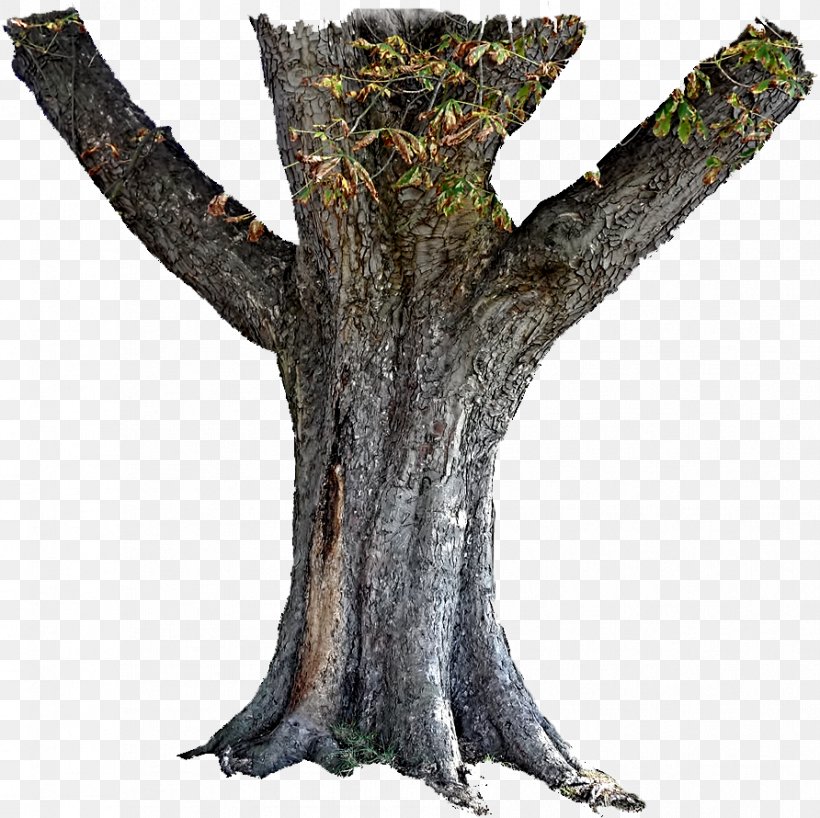 Trunk Tree Stump Bark, PNG, 892x890px, Trunk, Bark, Branch, Deviantart, Flickr Download Free