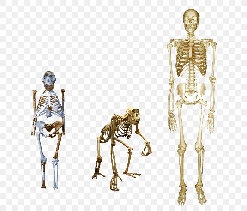 Chimpanzee Homo Sapiens Australopithecus Afarensis Human Skeleton Lucy, PNG, 700x700px, Chimpanzee, Anatomy, Australopithecine, Australopithecus Afarensis, Bipedalism Download Free