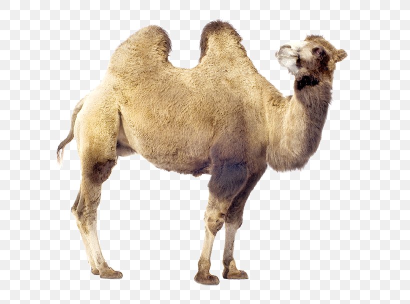 Dromedary Bactrian Camel Stock Photography Royalty-free, PNG, 777x608px, Dromedary, Arabian Camel, Bactrian Camel, Camel, Camel Like Mammal Download Free