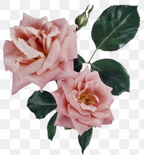 Garden Roses Memorial Rose Floribunda Shrub Pink Png X Px Garden Roses Annual Plant
