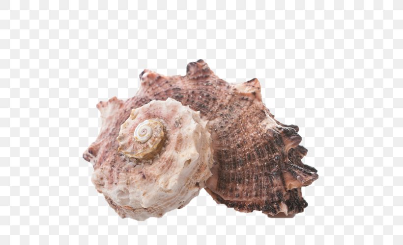 Seashell, PNG, 500x500px, Seashell, Animal Source Foods, Beach, Clams Oysters Mussels And Scallops, Conch Download Free