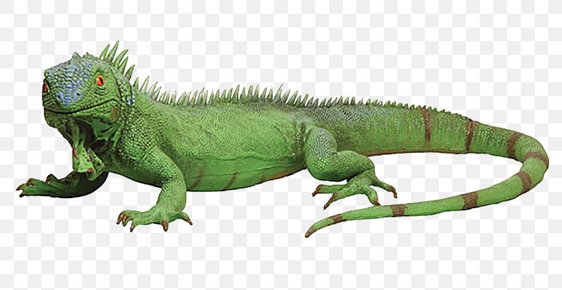 Chameleons Reptile Lizard Green Iguana Iguanas, PNG, 800x423px, Chameleons, Adaptation, Animal, Animal Figure, Chinese Water Dragon Download Free