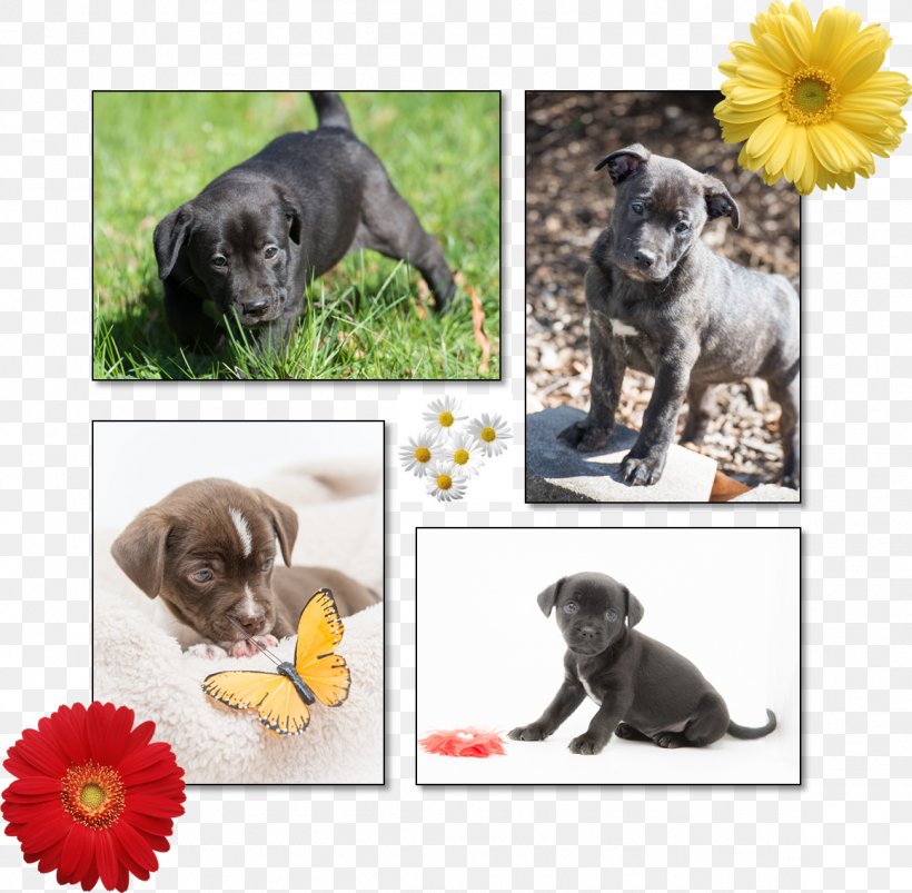 Puppy Love Dog Breed Stepping Stones Canine Rescue, PNG, 1161x1137px, 2018, Puppy, Adoption, Breed, Carnivoran Download Free