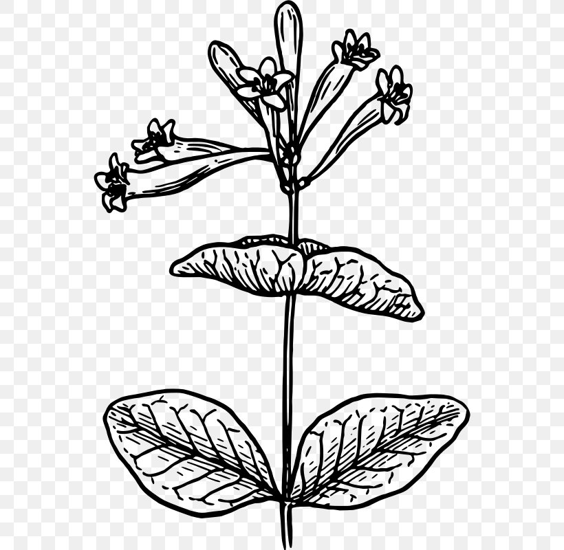 Black And White Drawing Lonicera Morrowii Flower Clip Art, PNG, 548x800px, Black And White, Art, Artwork, Botanical Illustration, Botany Download Free