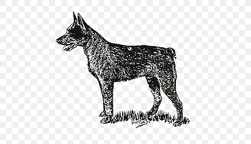 Dog Drawing, PNG, 651x473px, Australian Cattle Dog, Ancient Dog Breeds, Australian Stumpy Tail Cattle Dog, Boskapshund, Boston Terrier Download Free