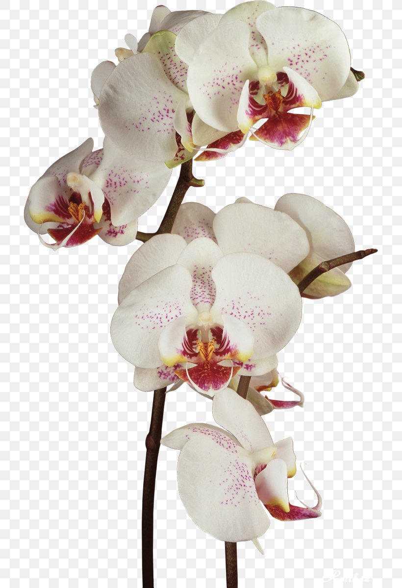 Orchids Flower Clip Art, PNG, 724x1200px, Orchids, Blog, Cut Flowers, Digital Image, Floral Design Download Free
