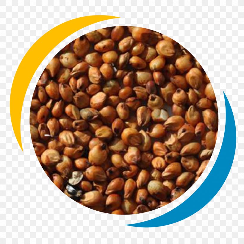 Proso Millet Cereal Sorghum Grauds Seed, PNG, 1250x1250px, Proso Millet, Bean, Cereal, Commodity, Crop Yield Download Free