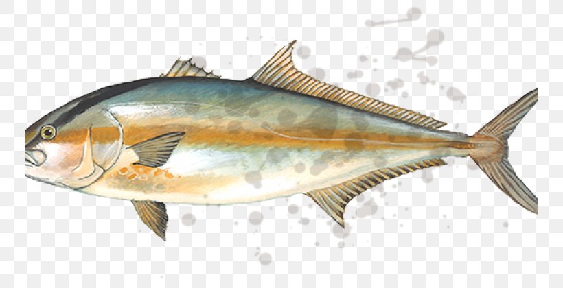 True Tunas Mackerel Greater Amberjack Fishing, PNG, 748x420px, True Tunas, Amberjack, Amberjacks, Anchovy, Bonito Download Free