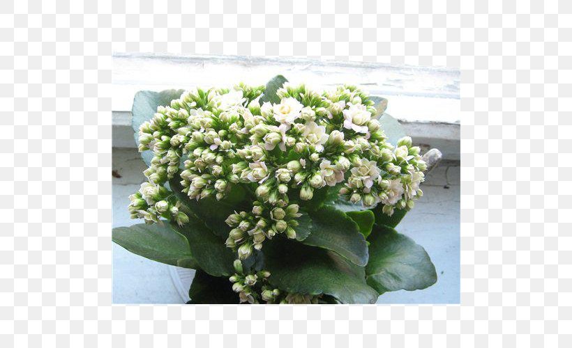 Viburnum Lentago Hydrangea, PNG, 500x500px, Viburnum Lentago, Cornales, Flower, Hydrangea, Nannyberry Download Free