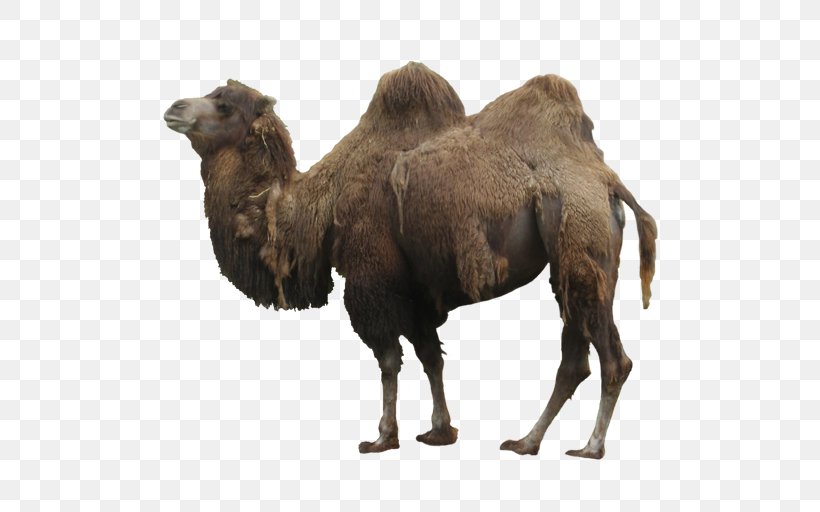 Dromedary Camel Wildlife, PNG, 512x512px, Dromedary, Arabian Camel, Big Cat, Camel, Camel Like Mammal Download Free