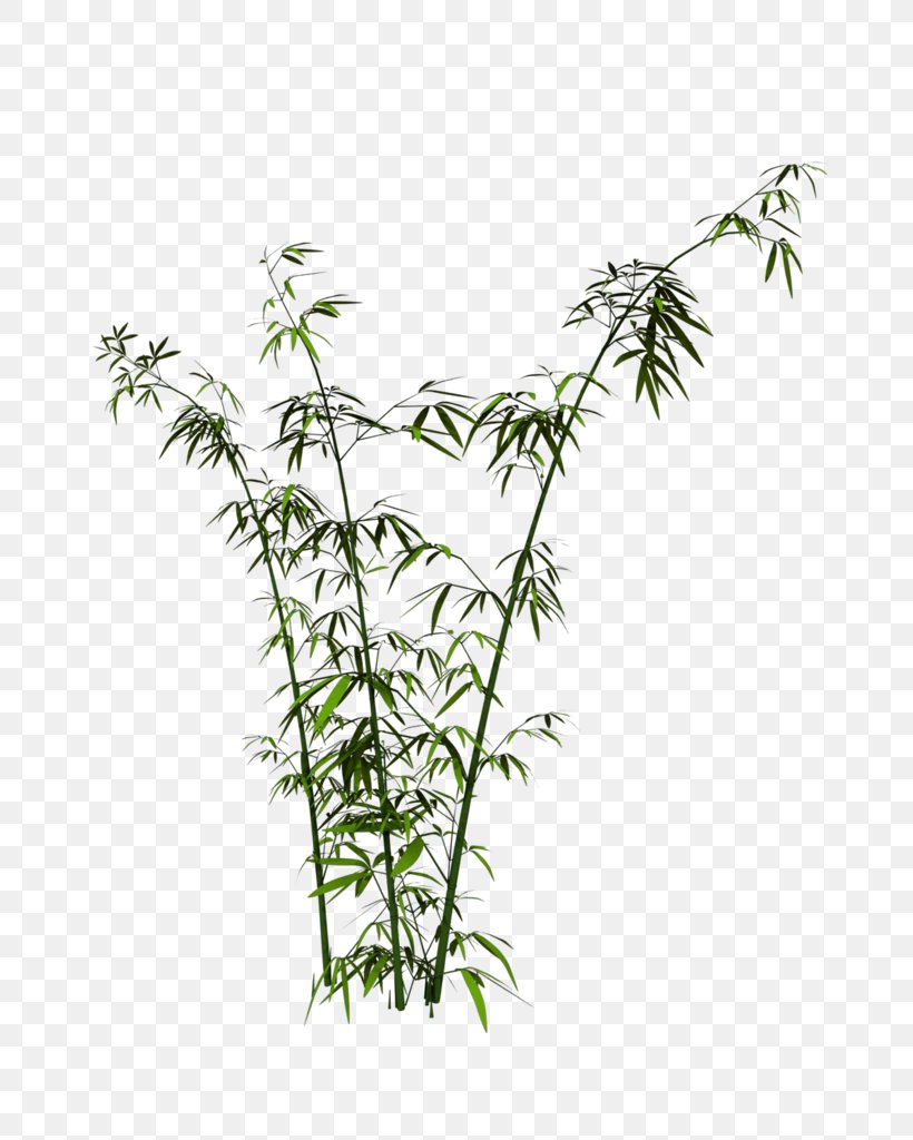 Leaf Grasses Plant Stem Hemp, PNG, 699x1024px, Leaf, Branch, Grass, Grass Family, Grasses Download Free