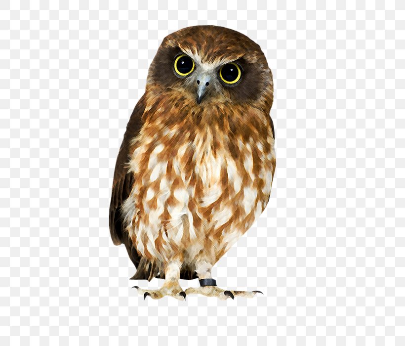 Owl Hawk Strix Newarensis Falcon Our Feathered Friends, PNG, 700x700px, Owl, Barn Owl, Beak, Bird, Bird Of Prey Download Free