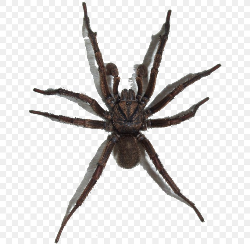 Spider Web, PNG, 639x800px, Spider, Arachnid, Araneus, Araneus Cavaticus, European Garden Spider Download Free