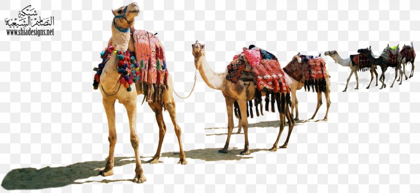 Dromedary Muharram Desert Animal Justdial, PNG, 1579x726px, Dromedary, Animal, Arabian Camel, Bloodhorse, Camel Download Free