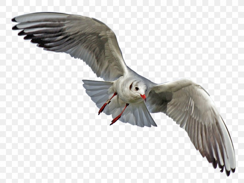 Gulls Seabird Transparency, PNG, 960x719px, Gulls, Bald Eagle, Beak, Bird, Bird Flight Download Free