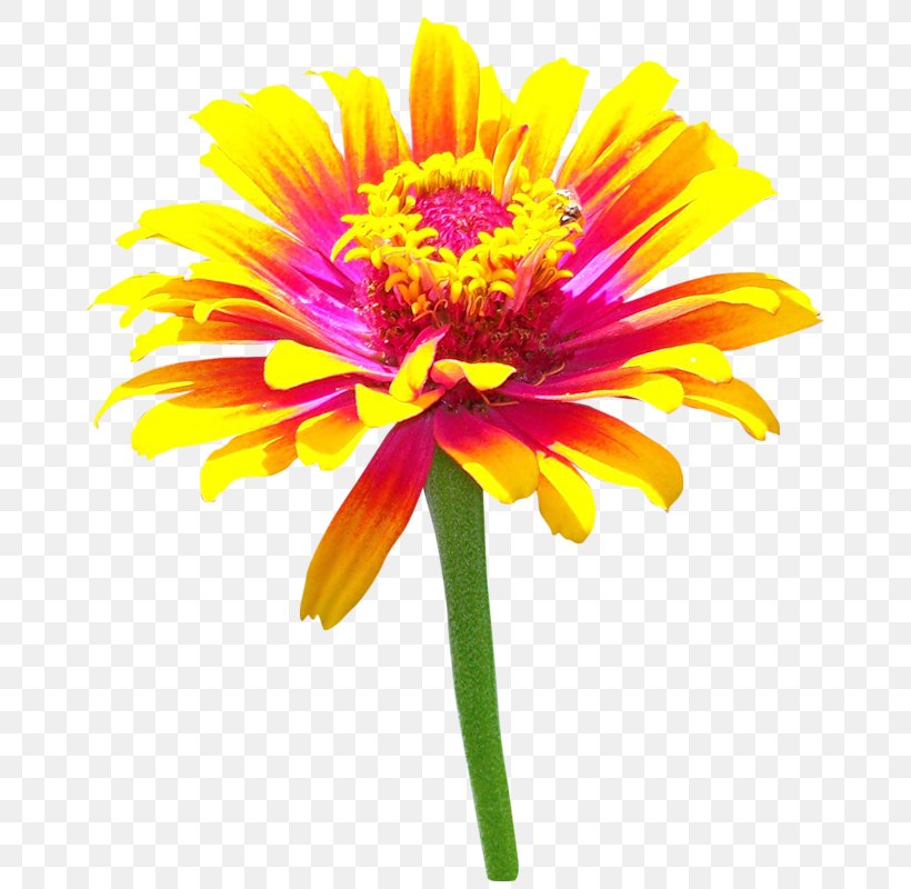 Chrysanthemum Transvaal Daisy Photography, PNG, 695x800px, Chrysanthemum, Albom, Annual Plant, Chamomile, Chrysanths Download Free