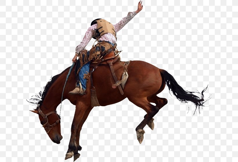 Horse Rodeo Equestrian Bronc Riding Bucking, PNG, 640x557px, Horse, Animal Sports, Bareback Riding, Bit, Bridle Download Free