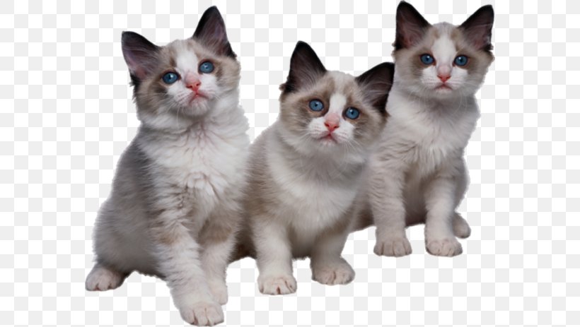 Tri Kotenka Kitten Cat Clip Art, PNG, 580x463px, Tri Kotenka, Aegean Cat, American Wirehair, Carnivoran, Cat Download Free