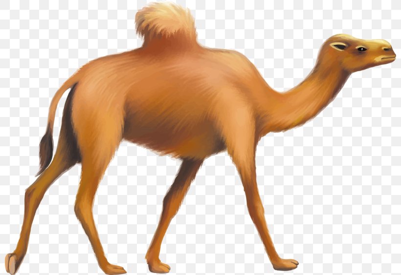 Bactrian Camel Dromedary Horse Giraffe, PNG, 800x564px, Bactrian Camel, Animal, Arabian Camel, Camel, Camel Like Mammal Download Free