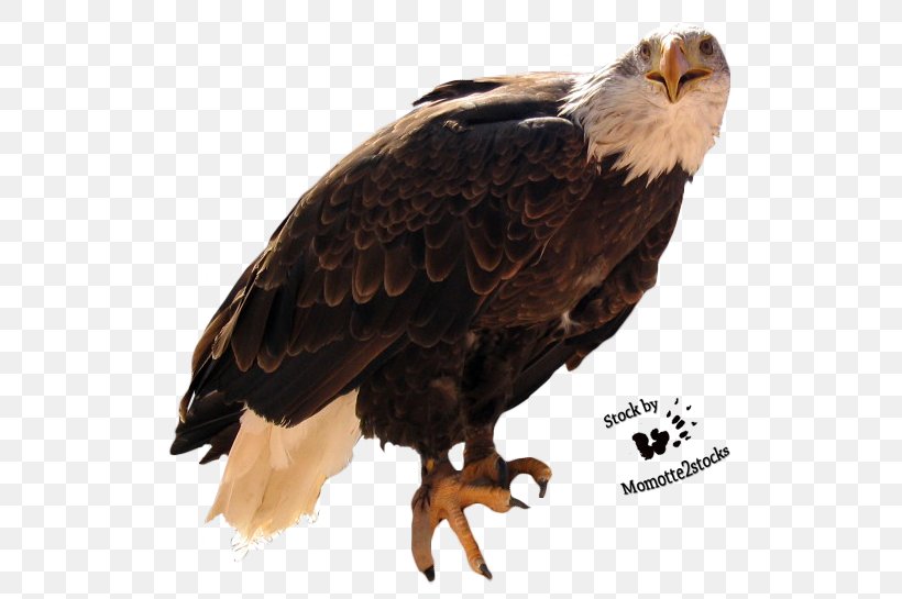 Bald Eagle Bird Clip Art, PNG, 549x545px, Bald Eagle, Accipitriformes, Beak, Bird, Bird Of Prey Download Free