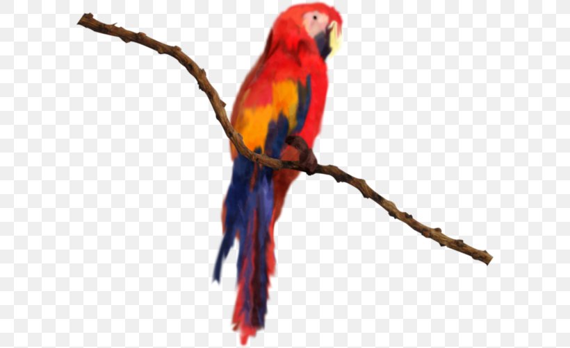 Bird Macaw Parakeet Lories And Lorikeets, PNG, 600x502px, Bird, Beak, Bird Flight, Color, Common Pet Parakeet Download Free