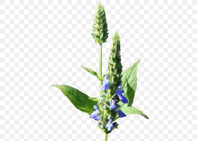 Chia Seed Plant Bugleweed, PNG, 440x589px, Chia, Annual Plant, Bugleweed, Chia Seed, Common Sage Download Free